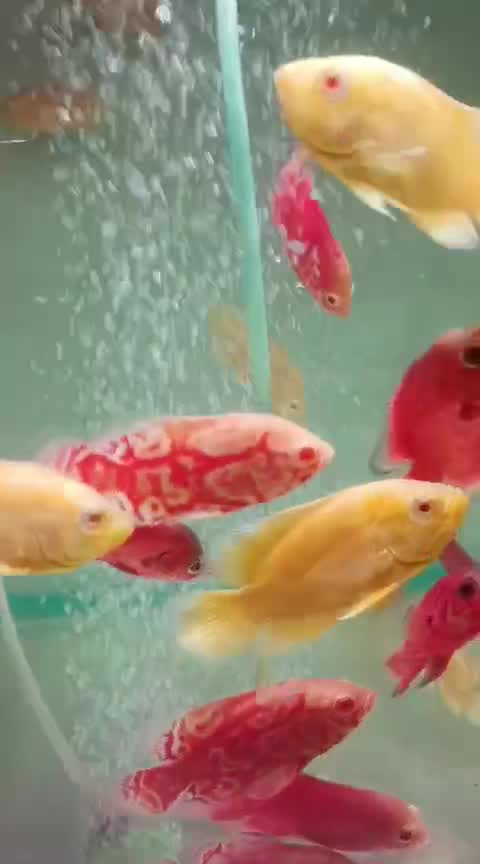Oscar, farm video