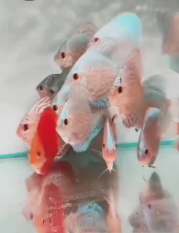 Discus, farm video