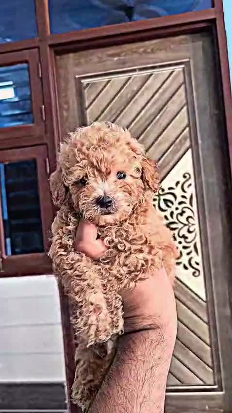 Toy Poodle Puppy, farm video