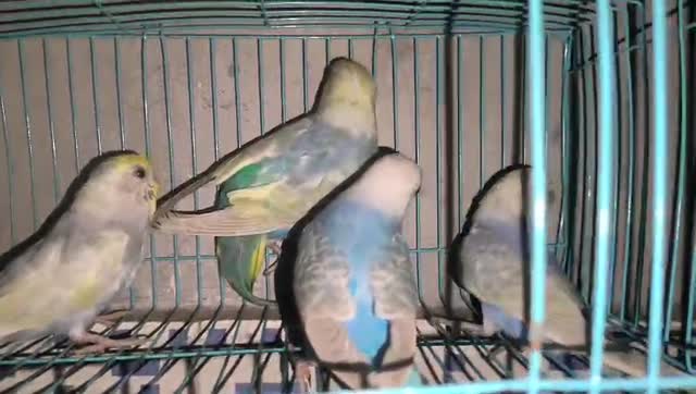 Hogoromo Budgies, farm video
