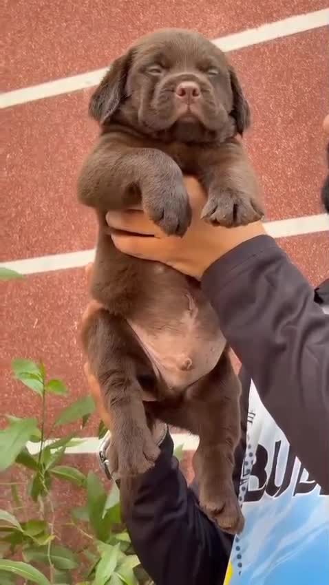 Beagle Black & Tan Puppy, farm video