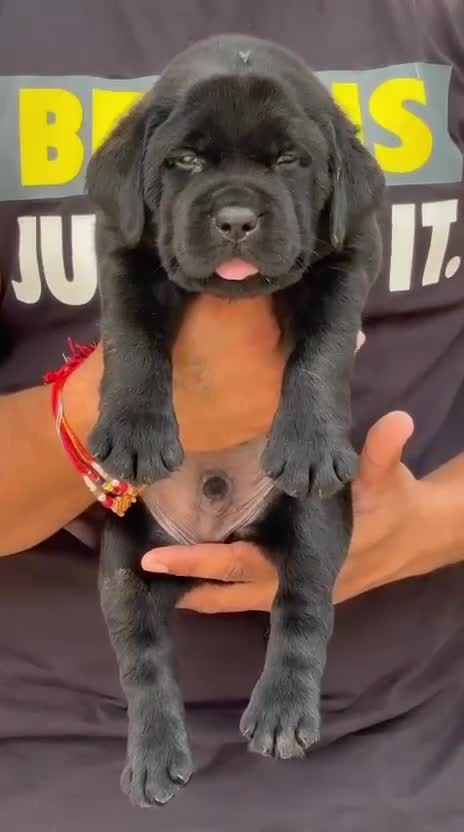 Beagle Black & Tan Puppy, farm video