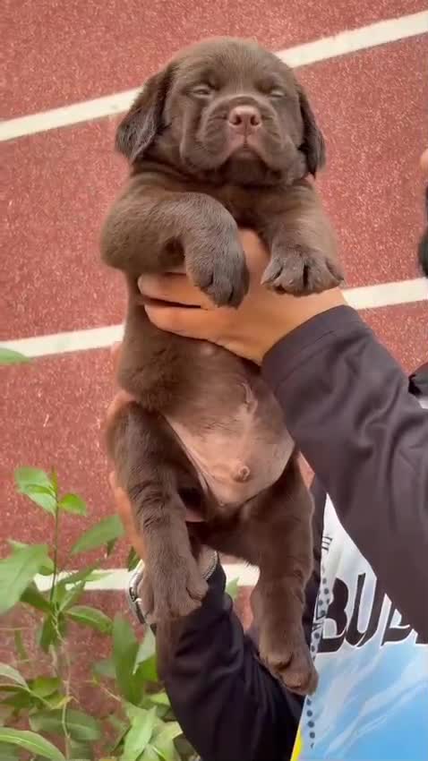 Beagle Black & Tan Puppy, farm video