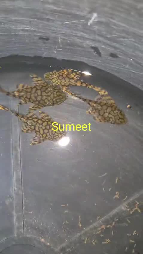 Pleco, farm video