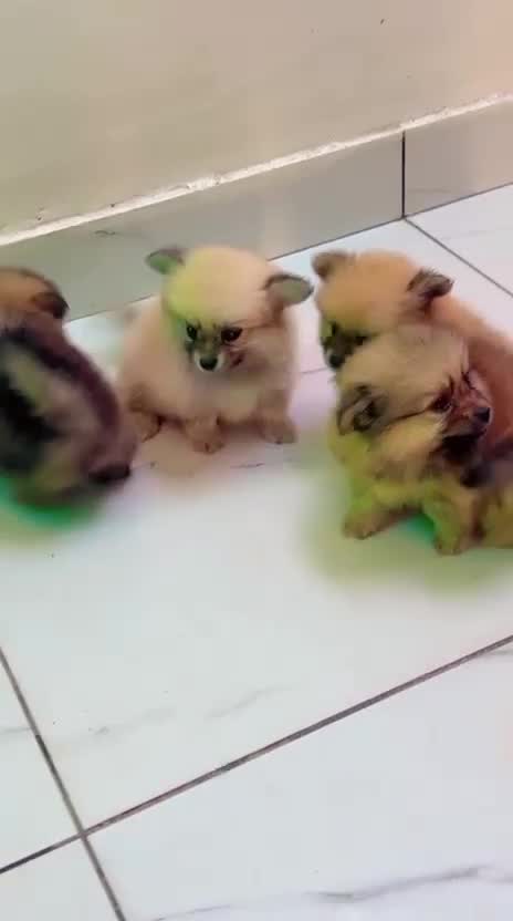 Culture Pom Puppy | Orange Color, farm video