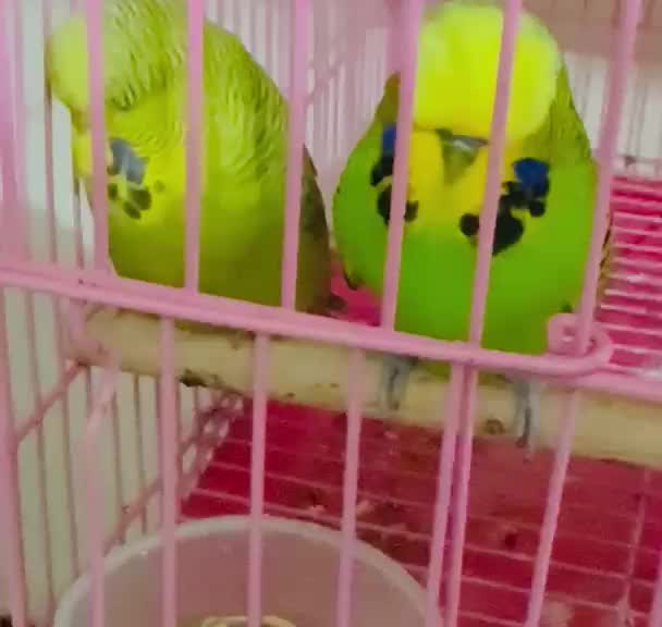 Budgies, farm video
