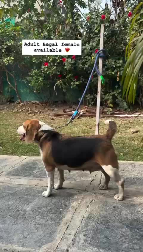 Beagle | Lemon & White | Puppy, farm video