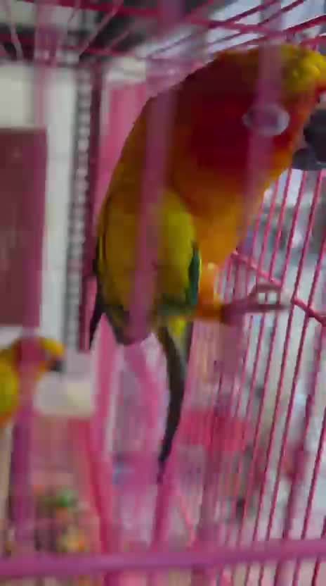 Sun Conure, farm video