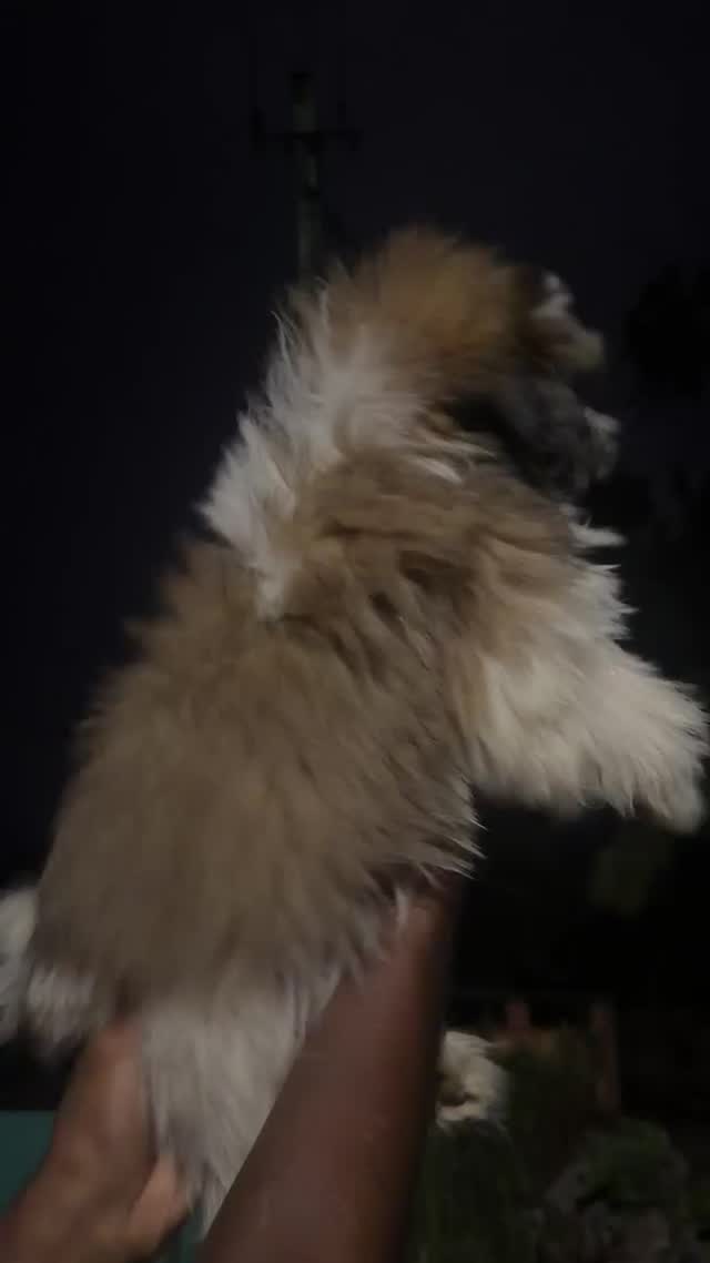 Shih Tzu | Tri Color Puppy, farm video
