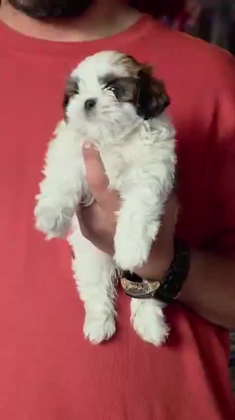 Shih Tzu | Tri Color Puppy, farm video