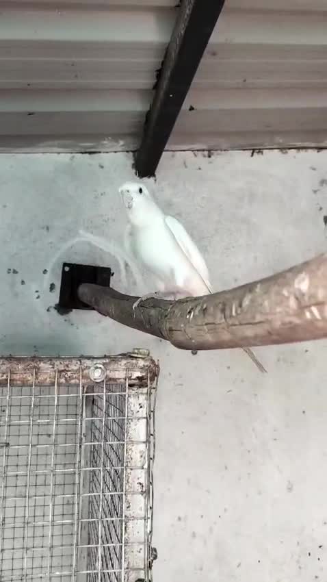 Cockatiel | Albino, farm video