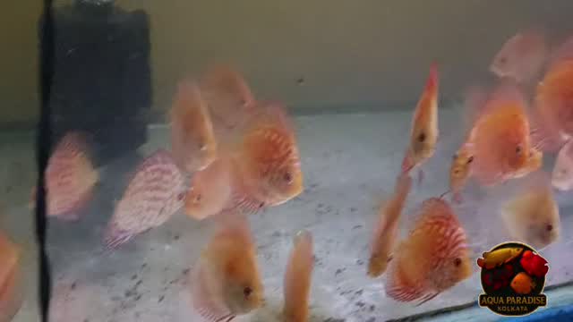 Discus, farm video