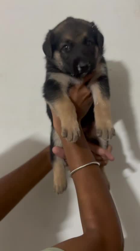 German Shepherd Puppy | Pure White, farm video