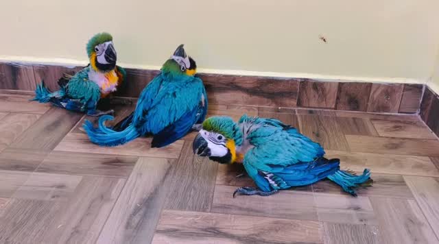 Blue & Gold Macaw, farm video