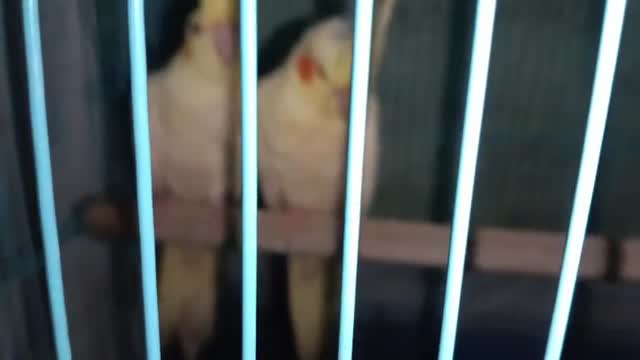 Cockatiels, farm video