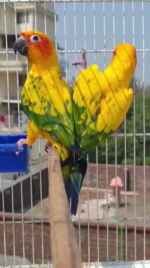 Sun Conure, farm video