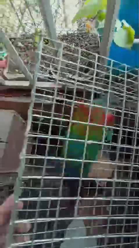 Crimson Bellied Conure, farm video