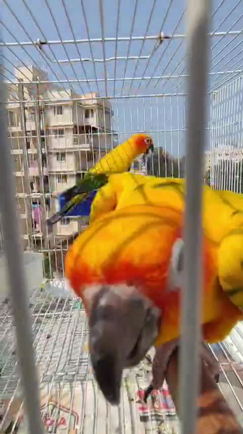 Sun Conure, farm video