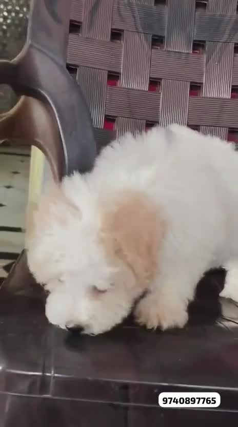 Bichon Frise Puppy, farm video
