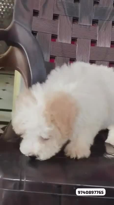 Bichon Frise Puppy, farm video