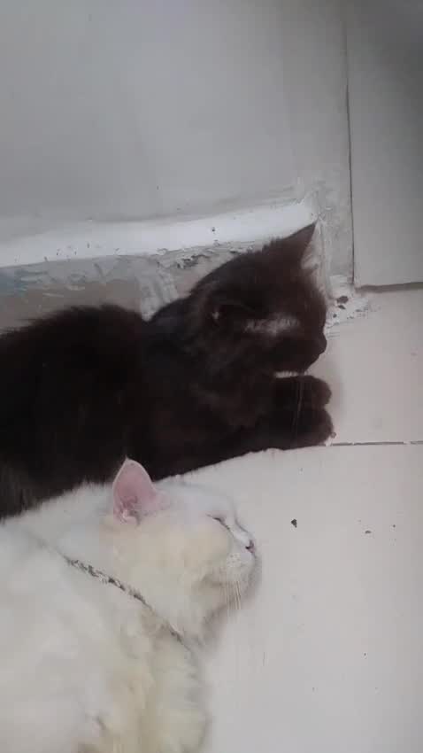 Persian, farm video