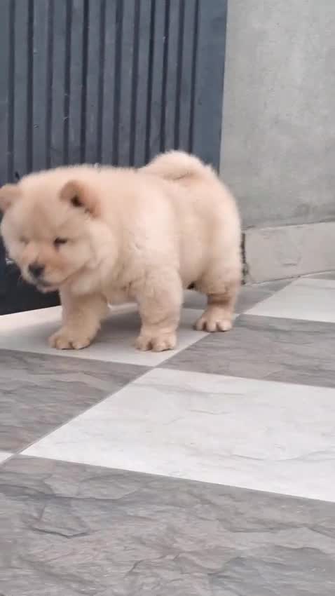 Chow Chow Puppy | Black Color, farm video