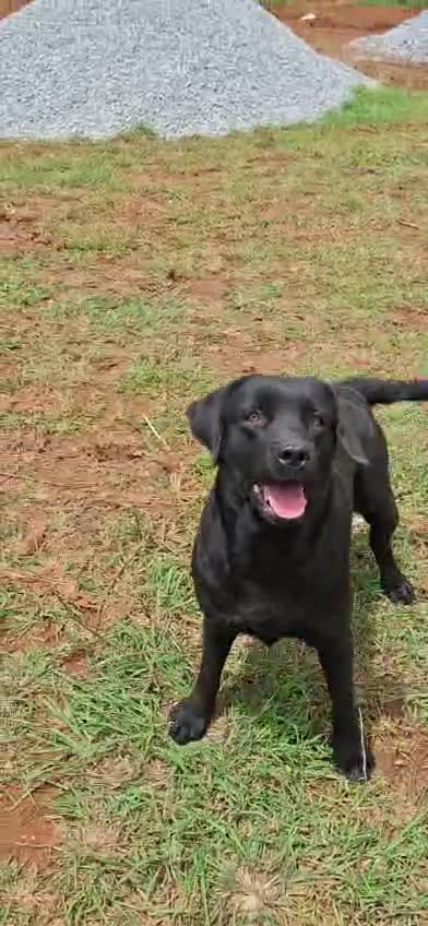 Beagle Black & Tan Puppy, farm video