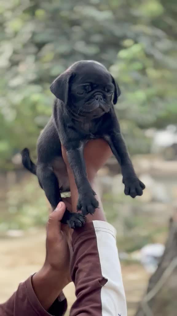 Pug Puppy | Black Color, farm video