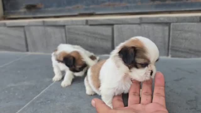 Shih Tzu | Tri Color Puppy, farm video