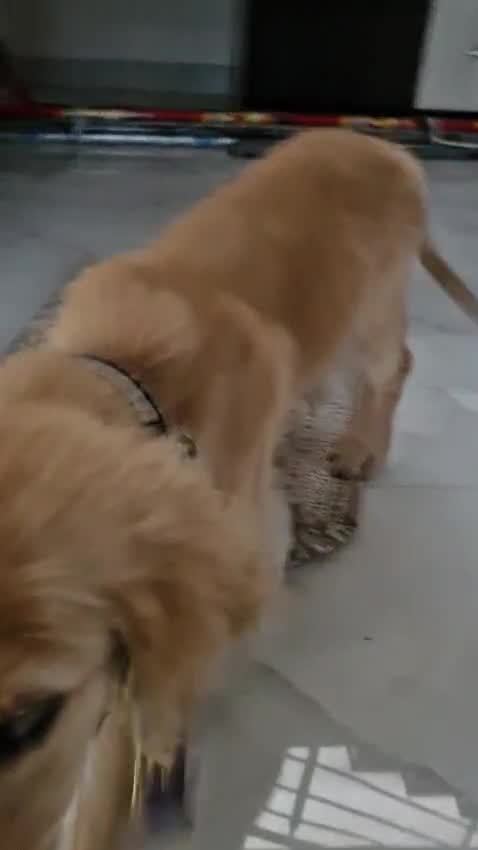 Golden Retriever, farm video