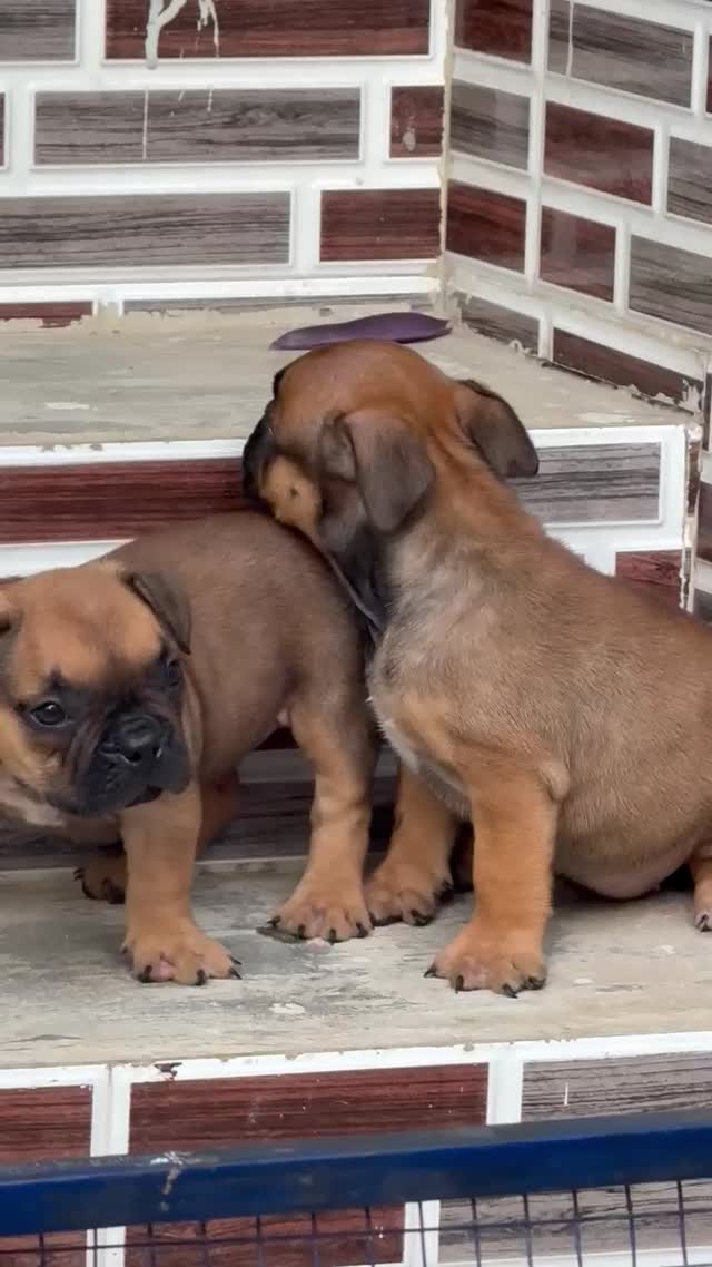 American Bully Pocket Size Puppy, farm video