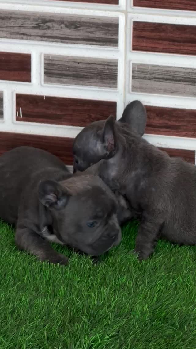 French Mastiff Puppy, farm video