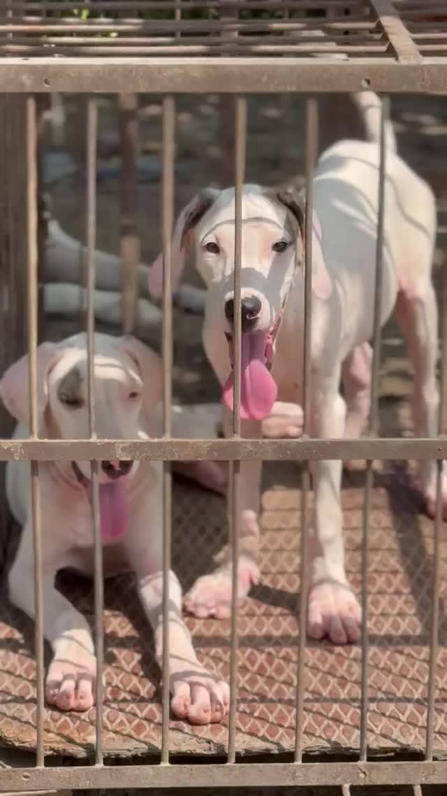 American Bully Pocket Size Puppy, farm video
