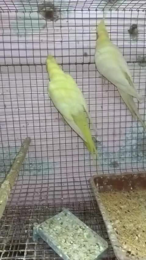 Cockatiels, farm video