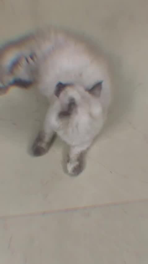 Himalayan Kitten, farm video