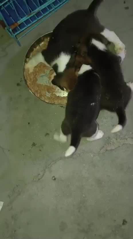 Beagle | Lemon & White | Puppy, farm video