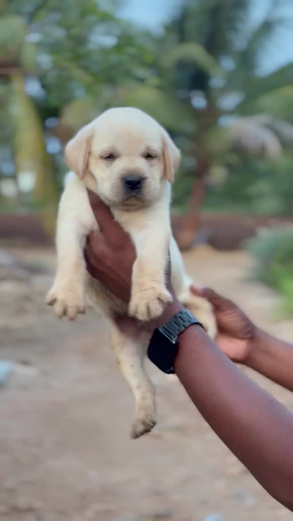 Beagle Black & Tan Puppy, farm video