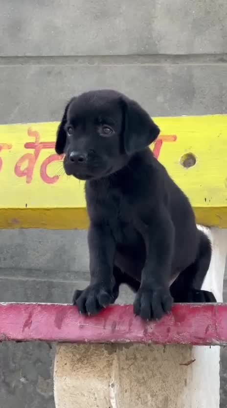 Beagle Black & Tan Puppy, farm video