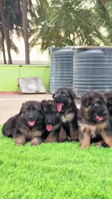 German Shepherd Puppy | Pure White, farm video