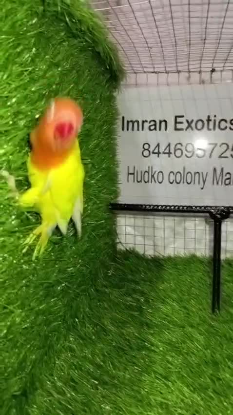 African Love Birds | Yellow & Orange, farm video
