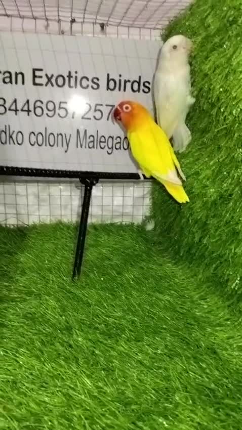 African Love Birds | Yellow & Orange, farm video