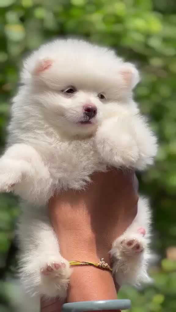 Pomeranian Puppy | Black Color, farm video