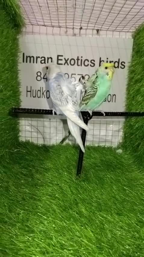 Hogoromo Budgies, farm video