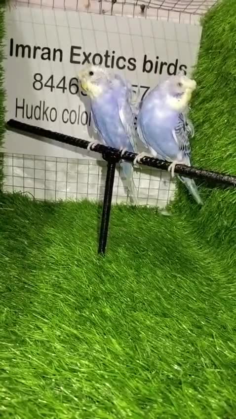 Hogoromo Budgies, farm video
