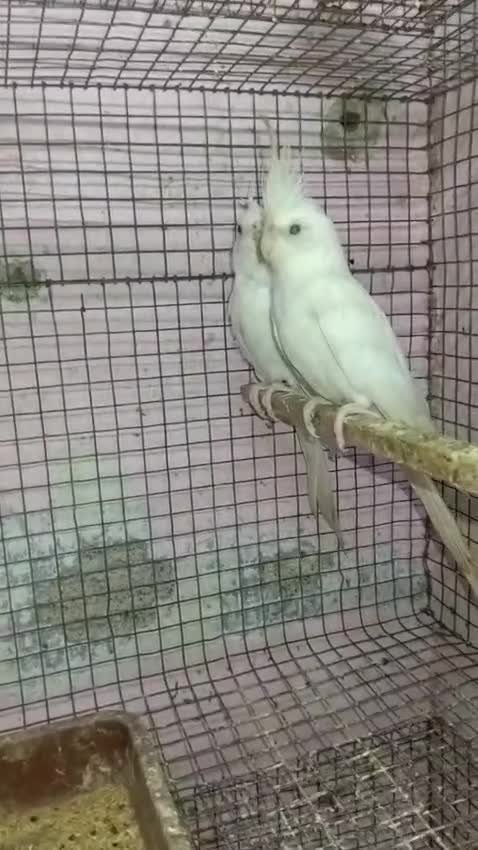 Cockatiel | White Face, farm video