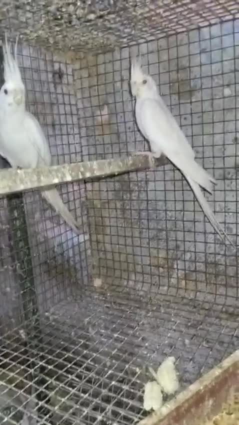 Cockatiel | White Face, farm video