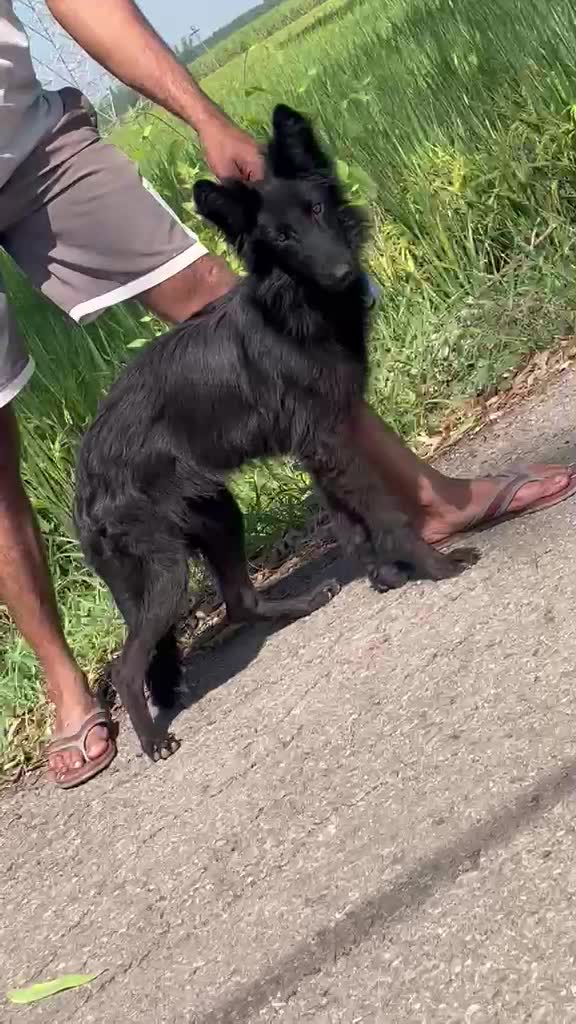 German Shepherd Puppy | Z Black, farm video