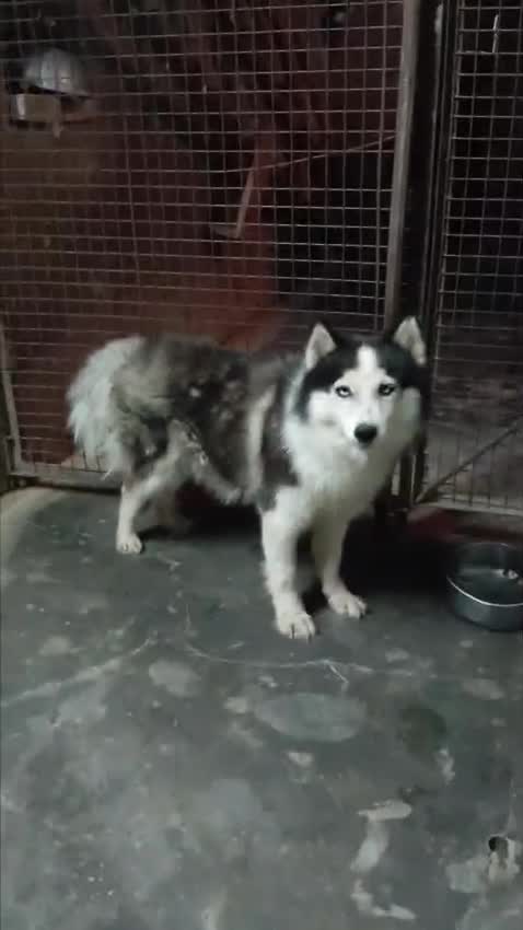 Siberian Husky Puppy | White Color, farm video