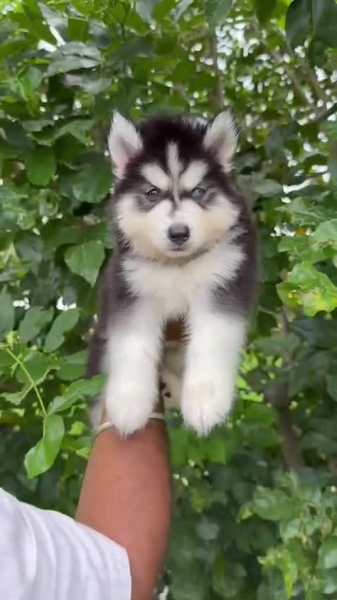 Siberian Husky Puppy | Black & White Color, farm video