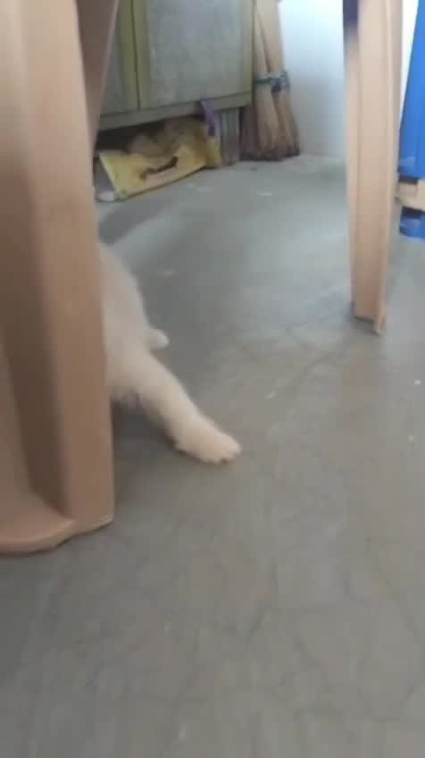 Persian, farm video